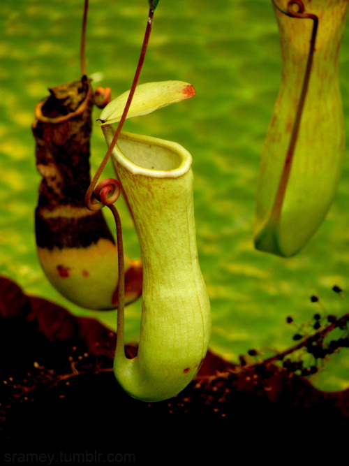 Pitcher plants are carnivorous, meat-eating plants. These innocuous looking goblet-shaped leaves are