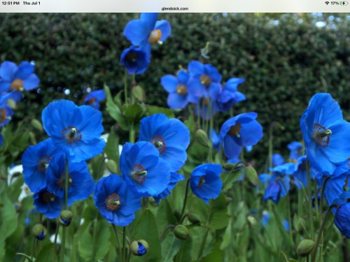 littlepawz: Blue poppies are in full bloom in India’s flower valley