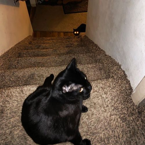 This is going to end well. #cats #catsofinstagram #blackcat #cutecat #cute #housepanther https://ww