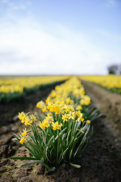 A day amongst the daffodils. 