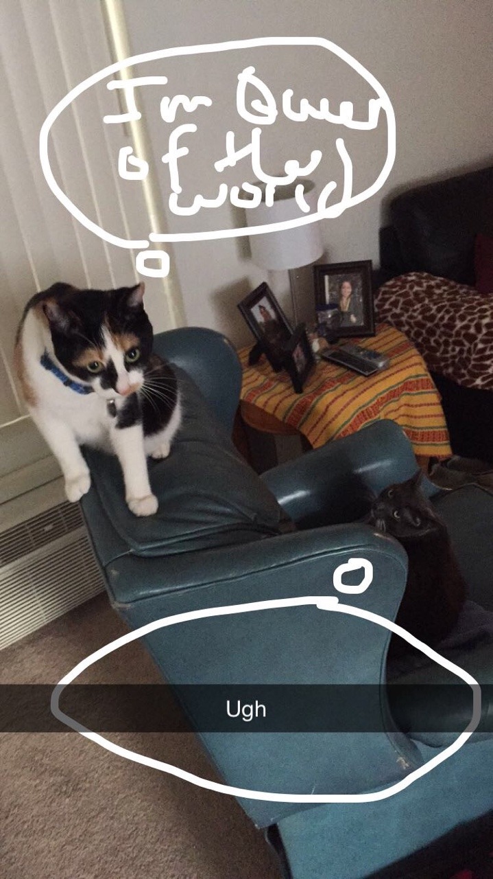 sociologyandlifting:  A day in the life of Clover