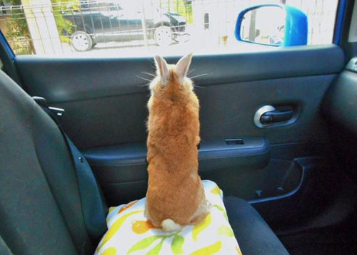 thefingerfuckingfemalefury:  the-awesome-quotes:    This Bunny Understands Short People Problems   Me as a bun…