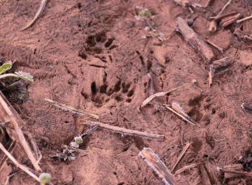 #mink Traks #wildlife #nature #mammals #wildlife #nature #river Banks #wyreforest 