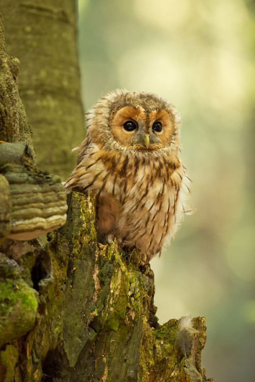 beauty-rendezvous:  (via 500px / Tawny Owl by Milan Zygmunt) 