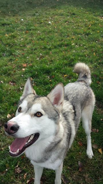 pupcontent:  Orion loves his new flirt pole! It makes for a great way to get his attention for pictures, lol 