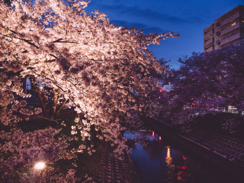 ourbedtimedreams:高田千本桜 by かがみ～ Via Flickr: Yamatotakada