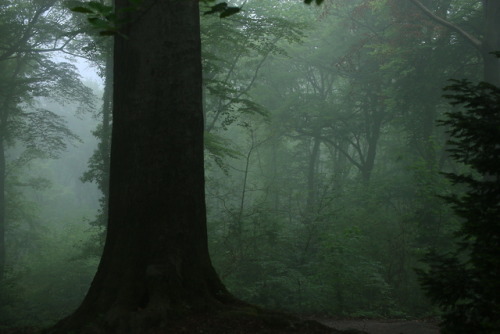 A foggy day at the local forest by 90377Instagram | Etsy Shop