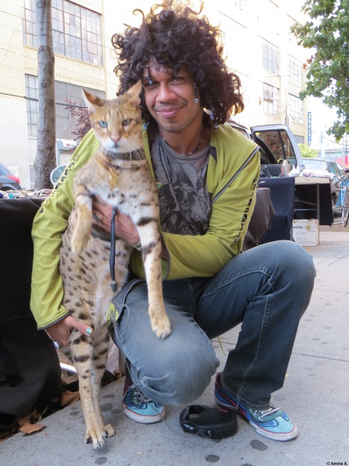mostlycatsmostly: travelwedo: Guy walking his savannah cat in Brooklyn like it’s no big deal. 