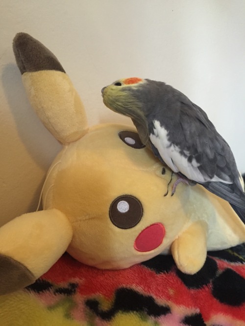 pepperandpals:  A meeting of the Pikachu cheeks 