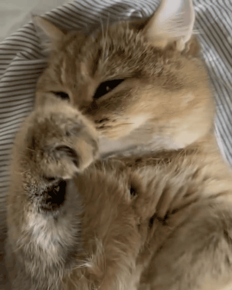 June, Cats And Paris.