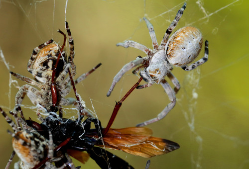 invertebrates: onenicebugperday:African social spiders, Stegodyphus dumicola, Eresidae (velvet 