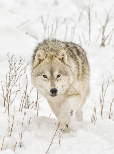 wolfsheart-blog:  Comin’ hard… by Daniel Parent  