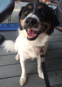 handsomedogs: “Mommy said if I behave at the restaurant I get a french fry!”