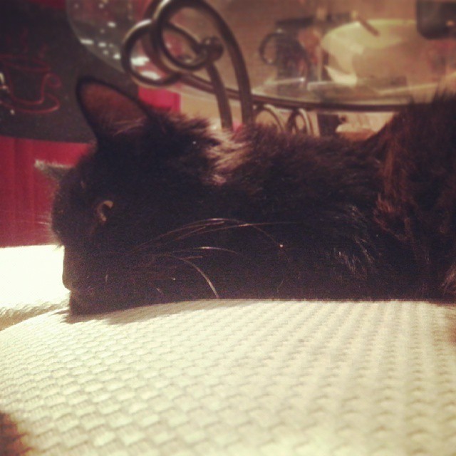 beckisbookshelf:  One year ago today a skinny, scruffy, black kitten showed up on