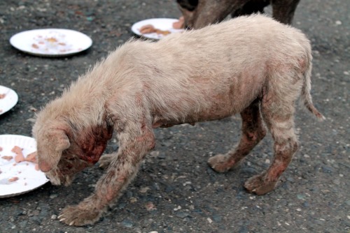 angelclark:  Curious Father Finds Out His Son Secretly Tends Starving Dogs http://noarmycanstopanidea.com/curious-father-finds-out-his-son-secretly-tends-starving-dogs/ A curious father was left stunned after discovering where his young son was going