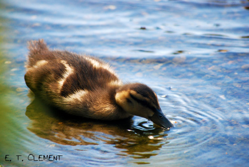 feministengineer:I have a thing for photographing little ducklings