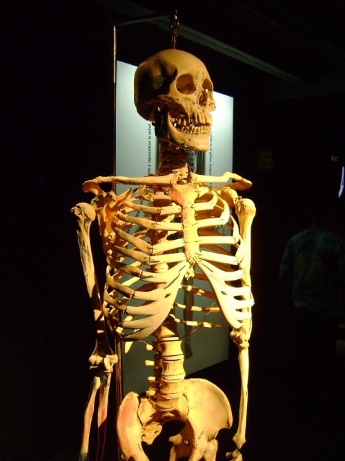 Human body Museum / Museo cuerpo humanoParque Guanajuato Bicentenario 038 