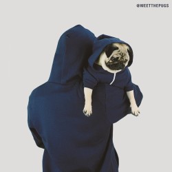 meetthepugs:  “I DIDN’T CHOSE THE HOODIE