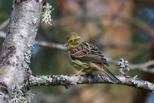 A bunch of birds: Yellowhammer/gulsparv, Blue tit/blåmes, Pied flycatcher/svartvit flugsnappare, Gre