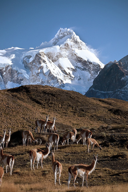 A herd of wild Guanacos in Torres del Paine National Park, Chile (by Jeremiah Thompson).