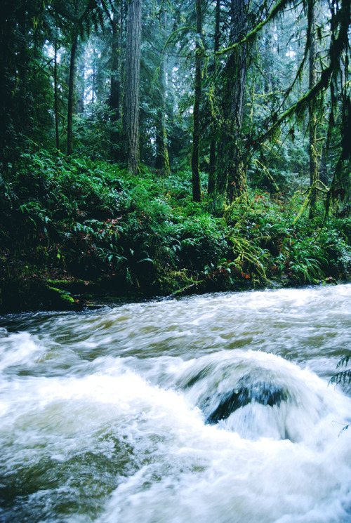 wildlxng:high river season in the rainforest