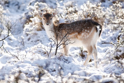 magicalnaturetour:Fallow Deer in Snow World