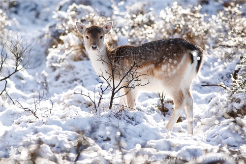magicalnaturetour:Fallow Deer in Snow World by thrumyeye