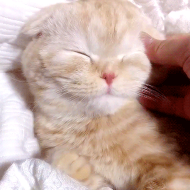 💕𝙺𝚒𝚝𝚝𝚢 𝚌𝚊𝚝 𝚜𝚝𝚒𝚖𝚋𝚘𝚊𝚛𝚍 (๑✪ω✪๑)♡