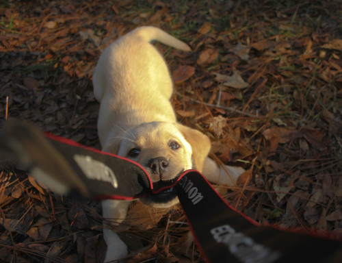 beneaththebranded: awwww-cute: I had trouble with the talent at my photo shoot yesterday baby nugget