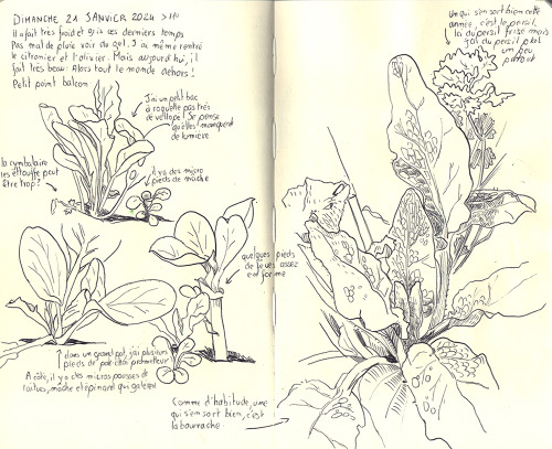 Some Pages From My Gardening Sketchbook.