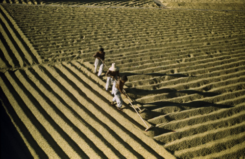 unrar:  Men spread coffee beans in furrows to dry in the sun, El Salvador, Luis Marden. 