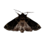 sinfulruin