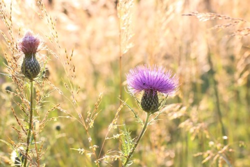 Meadow sparkles  Late August ~ Cartharpin, Virginia