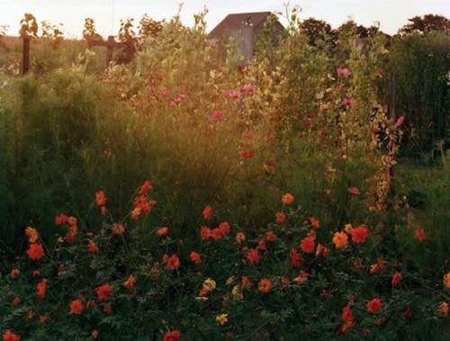 Bruce Davidson, Martha’s Vineyard (red and pink flowers), 1987