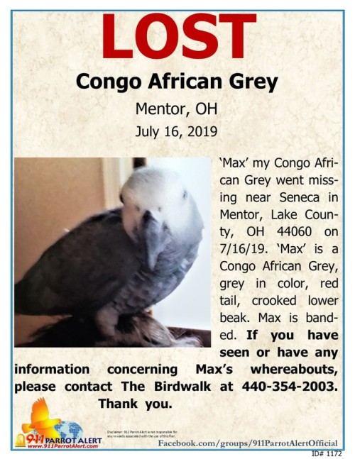 LOST - CONGO AFRICAN GREY, ‘Max’, 7/16/19, Near Seneca, MENTOR, LAKE COUNTY, OH 44060