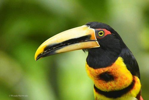 sunwendyrain: Collared Aracari Quito, Ecuador