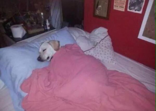 allaboutschool:    me at school: “when I get home, im catching up on all my work and finishing assignments"   me as soon as I get home:   