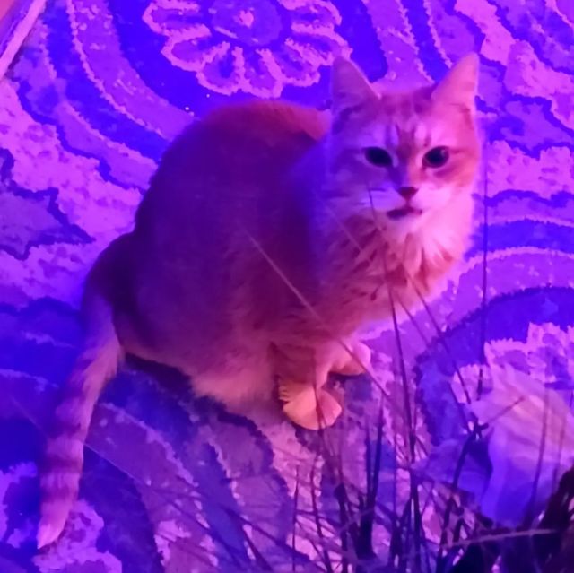 no thoughts🧡 only vibes💜 #orangecat #cats #furbaby #tayzonday #animallover #swipe https://www.instagram.com/p/CY9dRyZrBW2/?utm_medium=tumblr #orangecat#cats#furbaby#tayzonday#animallover#swipe