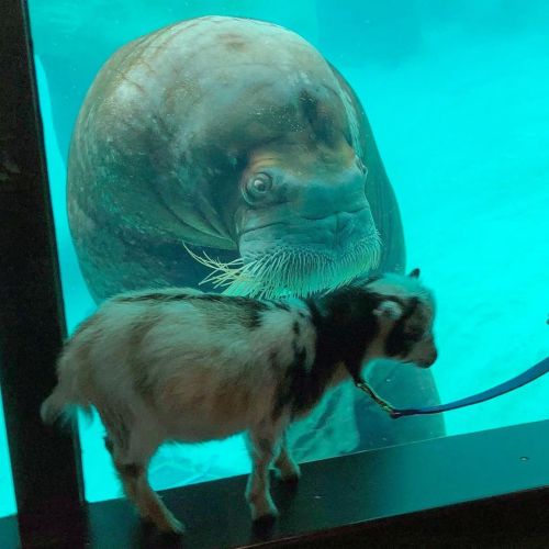 gallusrostromegalus:theworldismyoysterandiamthepearl:“Baby goats Marion and Juniper met walrus pals 