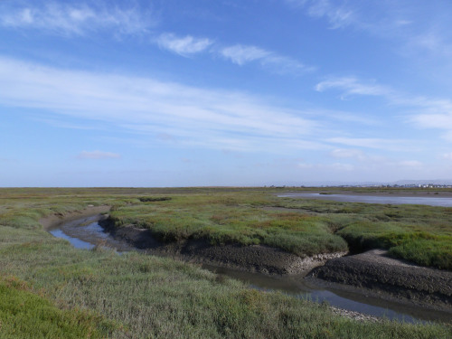 yoctoontologist:That’s pickleweed. It has a slight reddish tinge in places because it eliminat