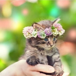 princesspastelrose:Animals- http://weheartit.com