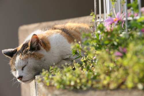 machi-neko:2014-03-25春の頃 ～ In the days of spring