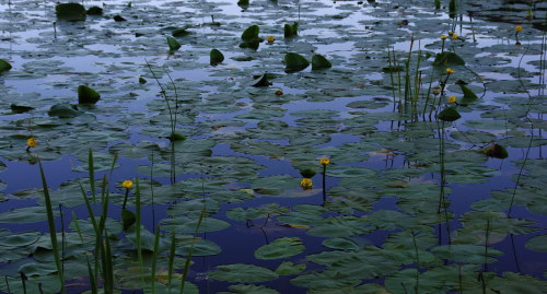 Early morning water lilies, Isle of Bute.