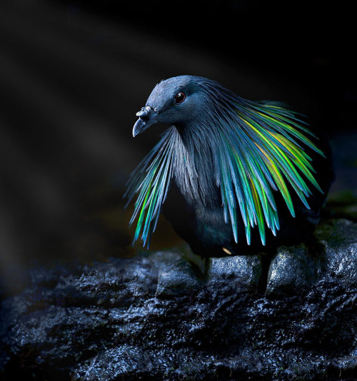 natural–blues: hollowedskin:  misteakenlyhere:  fozmeadows:  boredpanda:    Meet The Closest Living Relative To The Extinct Dodo Bird With Incredibly Colorful Iridescent Feathers    @elodieunderglass a VERY important birb  @hollowedskin  I LOVE HIM