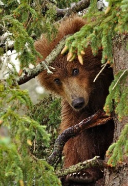 fridaybear: Is it here?Why yes—it is! It’s