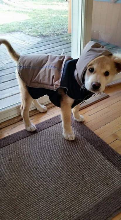 awwww-cute:  He gets cold at Bonfires (Source: http://ift.tt/1HVdt3L)