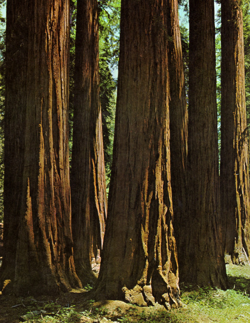 The Founders Group is one of several groves of giant sequoias that can be visited on the Congress Tr