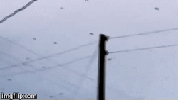 unexplained-events:  Raining Spiders In the southern Brazilian town of Santo Antônio da Platina, hundreds of spiders can be seen hanging from telephone and power poles. The species of spider are Anelosimus eximius, which are classified as social spiders.
