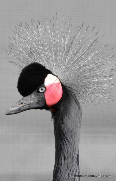 The majestic black crowned crane. This crane looks like he means business … what do you think