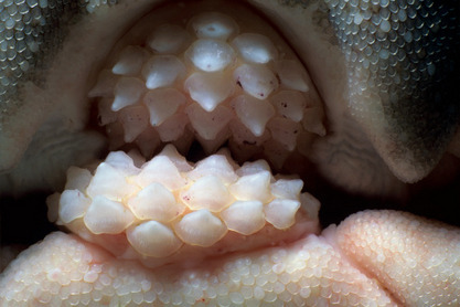 aardwolfpack: The mouth of a Port Jackson shark (Heterodontus portusjacksoni), photographed by Jeff 